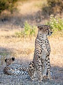 Mother Cheetah and Juvenile