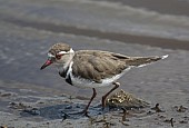 Three-banded Plover