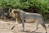 Profile of Male Lion Walking