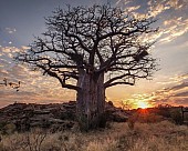 Baobab Tree at Sunrise