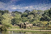 Elephant Group on River Edge