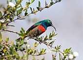 Southern Double-collared Sunbird in Search of Nectar