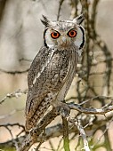 Southern White-faced Owl