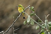 Little Bee-Eater