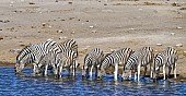 Zebra Herd Drinking