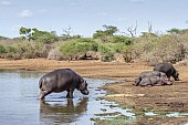 Hippo leaving water to join others