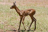 Impala Fawn