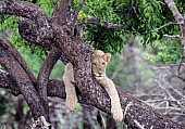 Lion Cub Astride Branch