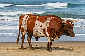 Ox on the Beach with Waves in Background