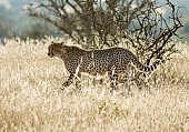 Cheetah Walking, Side-on View