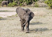 Elephant Youngsters