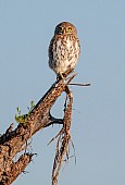 Pearl-spotted Owlet on Tree Stump