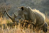 White Rhinoceros Female