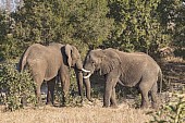 Elephants sparring