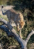 Cheetah Youngster Treading Carefully