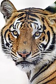 Bengal Tiger Reference Image
