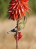 Malachite Sunbird in Eclipse Plumage