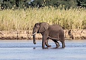 Elephant in River Shallows