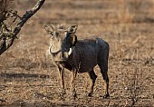 Warthog with Oxpecker Clinging to Face