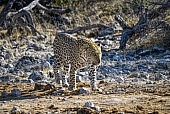 Leopard on the Move