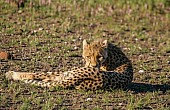 Young Cheetah Looking Back