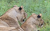 Lioness and Cub Looing into Distance