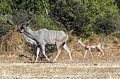 Kudu