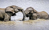 Elephants Having Fun