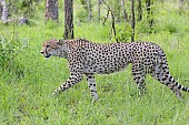 Cheetah Male Striding Out
