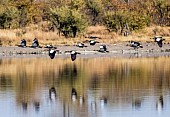 Egyptian Geese in Flight