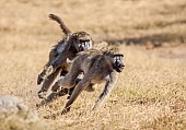 Chacma Baboon Chasing Subordinate