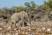 Elephant Mother and Youngster