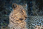 Leopard Close-up