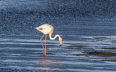 Greater Flamingo