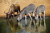 Zebra Pair Drinking