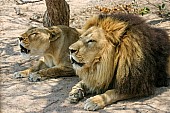 Lion and Lioness Roaring in Unison