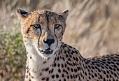 Portrait of Female Cheetah