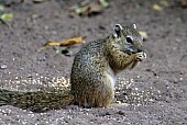 Tree Squirrel