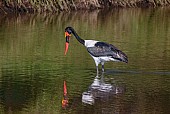 Saddle-Billed Stork Hunting