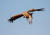 White-backed Vulture in Flight