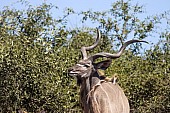 Kudu Bull