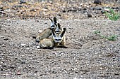 Bat-eared Foxes at Burrow Entrance