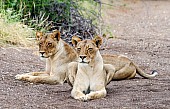 Lioness Pair