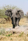 African Elephant Reference Photo