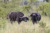 African Buffalo