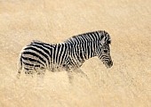 Zebra Foal in Golden Winter Grass