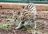 Curious Serval Kitten