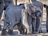 Elephant Youngsters at Play