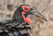 Art Reference image of Southern Ground Hornbill