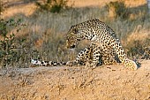 Leopard on Hillock